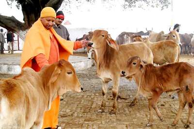 Yogi Adityanath Visits Cow Shelter Run by Mulayam's Son Prateek