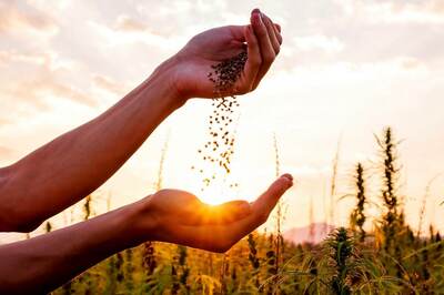 6 Effective Health Benefits of Hemp Seeds