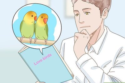 How to Breed Lovebirds