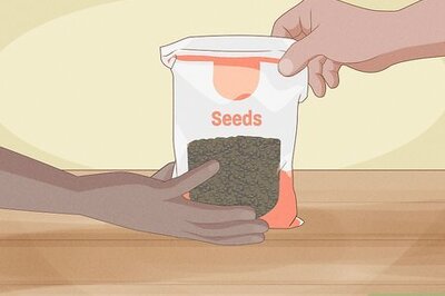 How to Germinate Seeds