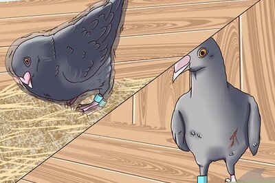 How to Take Care of a Lost Pigeon