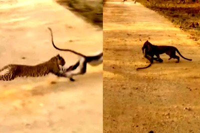 Leopard Hunting Monkey At Sariska Tiger Reserve Is Proof Of ‘Raw Power Of Nature’