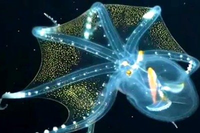 Watch: Viral Video Of Glass Octopus Leaves Internet In Wonder