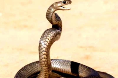 Astrologer Shares How To Get Rid Of Kaal Sarp Dosha