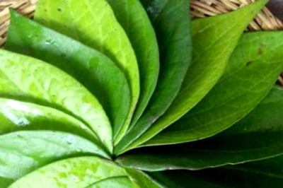 From Enhancing Digestion To Working As Analgesic, The Innumerable Benefits Of Betel Leaf