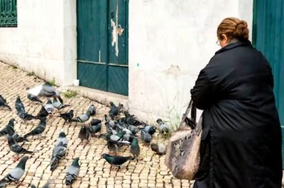 The Impact of Urban Wildlife on Lung Health: How Feeding Pigeons Can Harm You