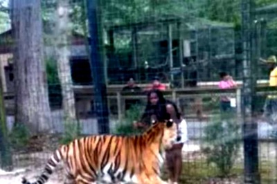 Watch: Woman Jumps Into Zoo Enclosure To Tease Tiger. Internet Thinks She Needs 'Brain Surgery'