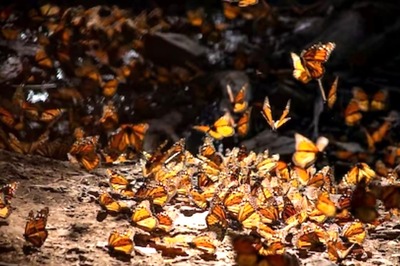 Same-coloured Butterflies Coordinate Flights To Keep Predators At Bay: Study