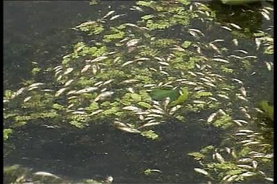 Millions of fish dead in Kashmir's Nagin lake
