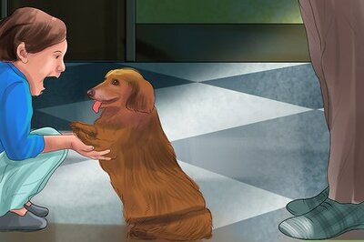 How to Keep Toy Breed Dogs Safe Around Kids