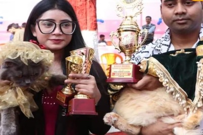 In Bihar, Two Persian Cats Steal A Million Hearts With Their Tantrums