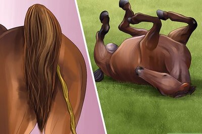 How to Get Rid of Strongyle Infestations in Horses
