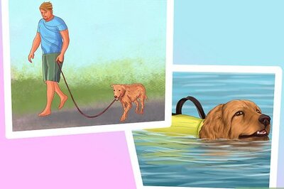 How to Give Your Large Dog Enough Exercise