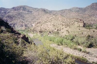 How to Find Wild Edible Plants