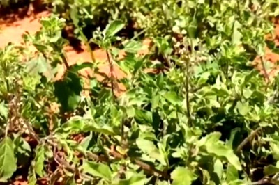 Why Tulsi Plants Are Expensive In Tamil Nadu's Thanjavur During Chaitra Month