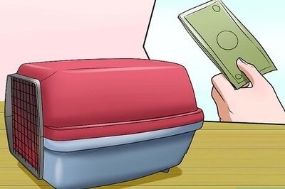 How to Take Your Cat to the Vet