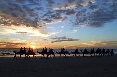 Over 5,000 Feral Camels Shot Dead in Five Days in Drought-hit Australia