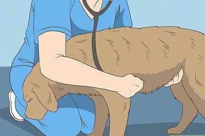 How to Stop Your Dog from Eating Cat Poop