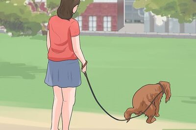 How to Train Cavalier King Charles Spaniels