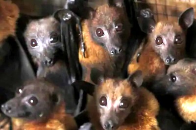 Lineage Behind Novel Coronavirus May Have Been 'Circulating Unnoticed' in Bats for Decades: Study