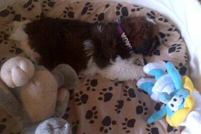 Pooja Bedi's new dog is named Gaga and more