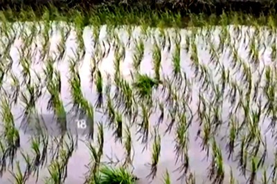 Why Production Of Sona Masuri Rice Has Fallen Significantly In Andhra's Kurnool