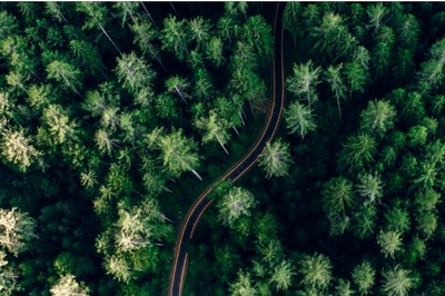 International Day of Forests 2022: History, Theme and Significance