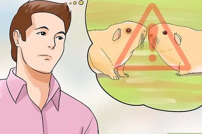 How to Breed Standard Guinea Pigs