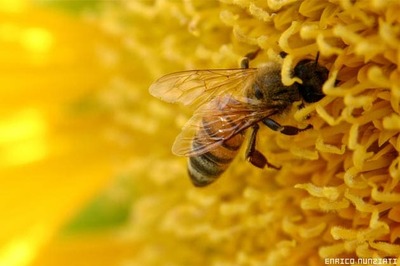 Bees beat computers in solving complex problems