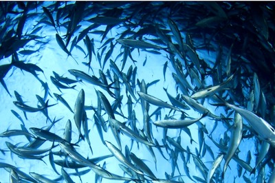 World Tuna Day 2022: Theme, History and Significance