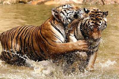 World's wild tiger count rising for first time in more than 100 years