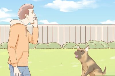 How to Fight off a Dog
