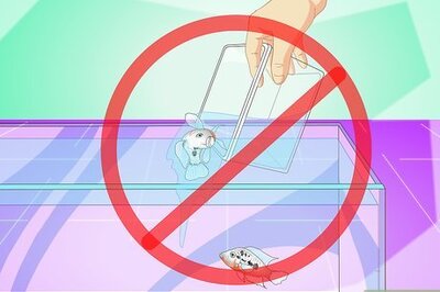 How to Set up a Cichlid Tank