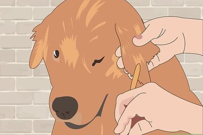 How to Prevent Heat Stroke in Dogs