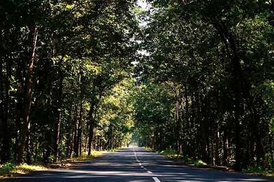 World Environment Day 2020: Date, Theme, Significance and History