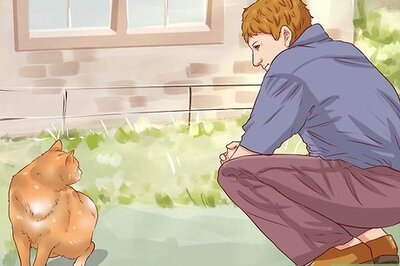 How to Catch a Stray or Feral Cat