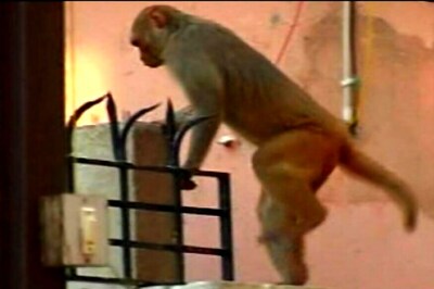 IIT Students Face Monkey Menace on Mumbai Campus