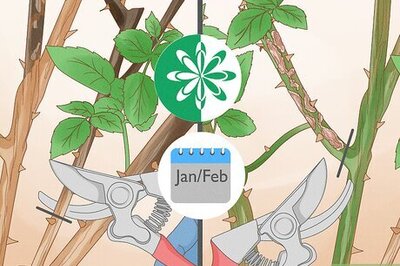 How to Prune Rose Bushes