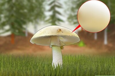 Recognizing a Deathcap Mushroom: 13 Characteristics to Look For