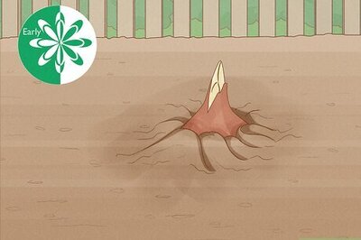 How to Harvest Tulips