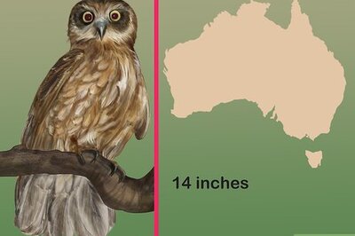How to Identify a Southern Boobook Owl
