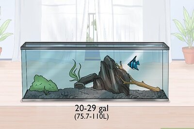 How to Breed Angelfish