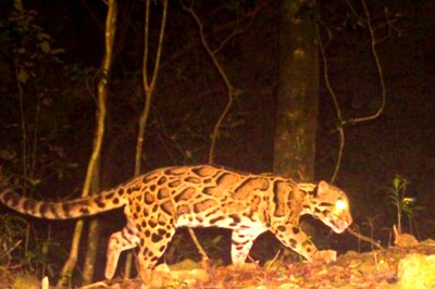 Leopard Walks into Trap Cage in Mumbai's Aarey Colony; Yet to Be Ascertained if it Killed Toddler 2 Days Back