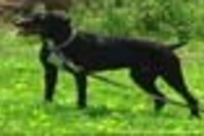 One-year-old boy married to dog in Orissa