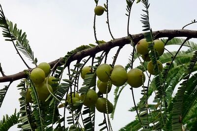 Amla Navami 2020: Significance, Timing, Puja Vidhi for Akshaya Navami