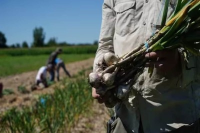 Ujjain: As Prices Soar, Thieves Steal 5 Sacks Of Garlic From Farmland