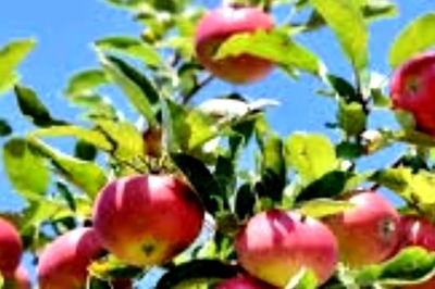 How This Nilgiri Farmer Is Successfully Growing Himachal Apple Varieties