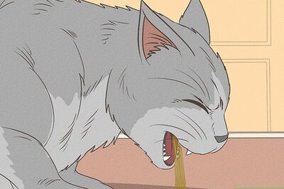 How to Know if Your Cat Ate Something Toxic