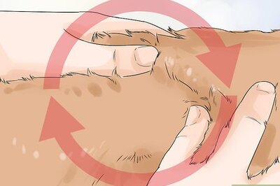 How to Prevent a Dog and Cat Tapeworm Infection (Dipylidium Infection)