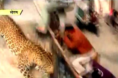 Alert sounded as leopard slips into Meerut